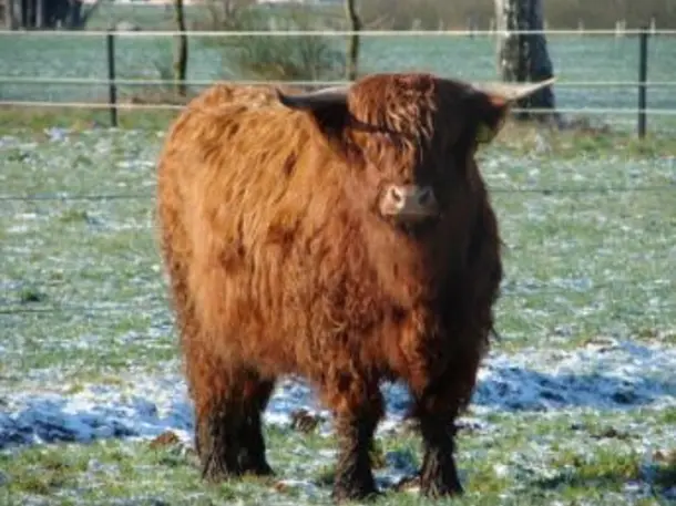 Highland Cattle von Friedeburg