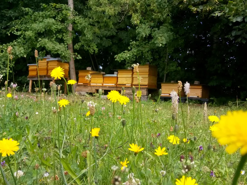 hefes bienenwelt in Freiberg