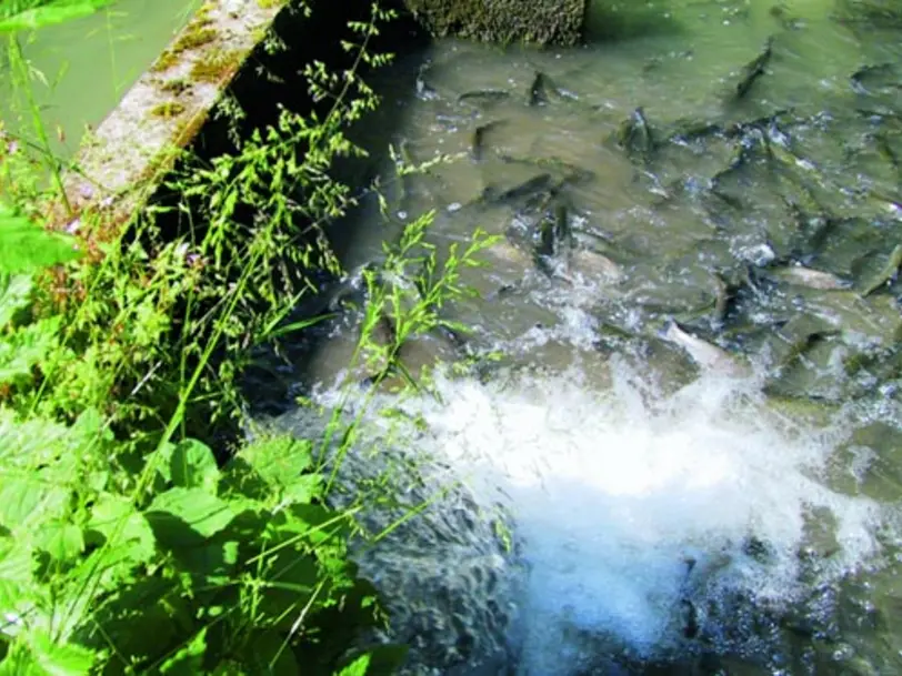 Fischzucht Resch in der Stanggass in STANGGASS