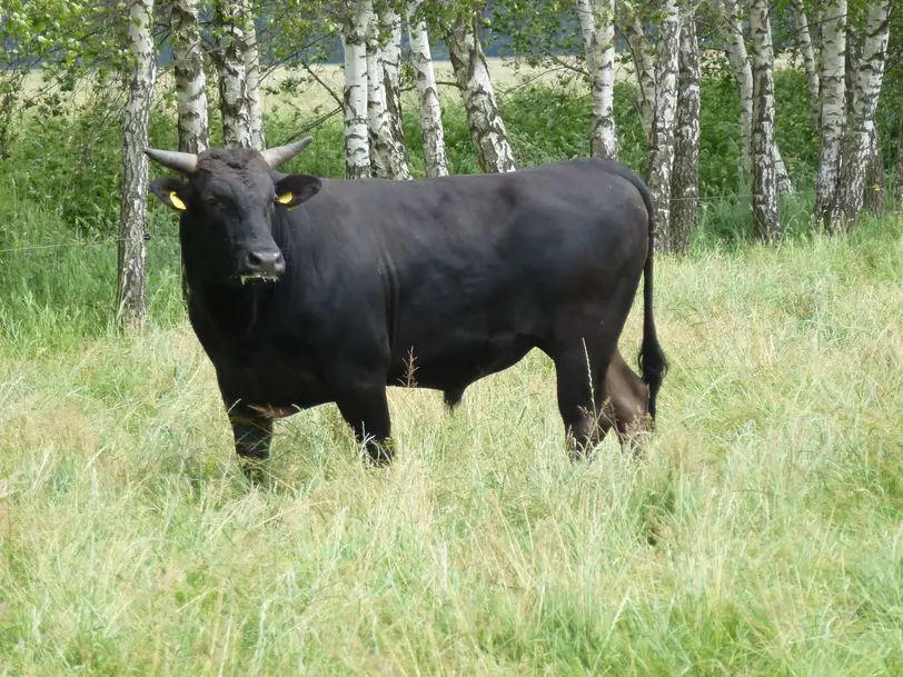 Havel-Wagyu in Havelberg OT Kuhlhausen