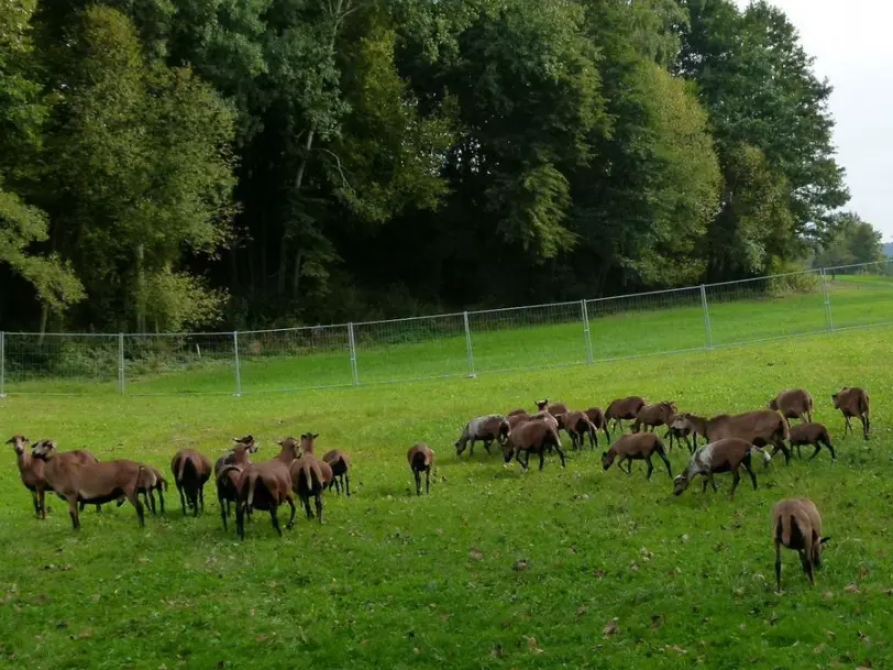 Kamerunschafzucht Eder in Dietersburg