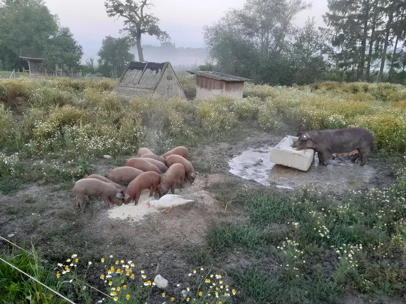 Hofladen Auinger in Naarn