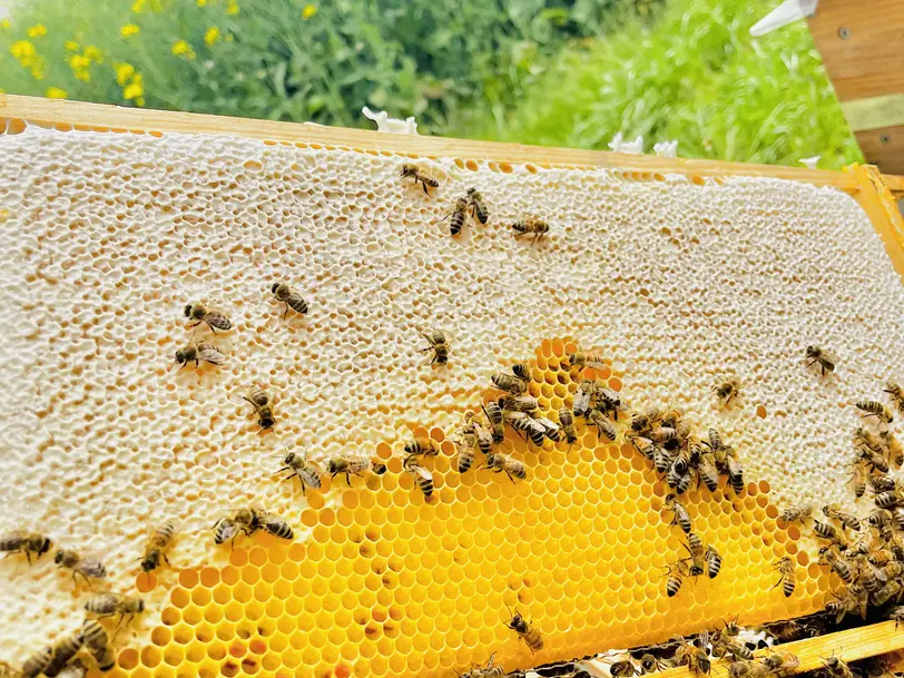 Honigmanufaktur/Imkerei - TheHoneyBees Altwiesloch in Wiesloch