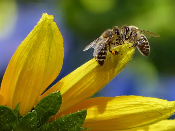Imkerei Bienenvolker