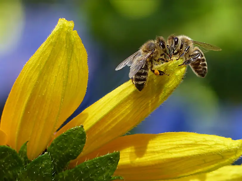 Imkerei Bienenvolker in Schonungen