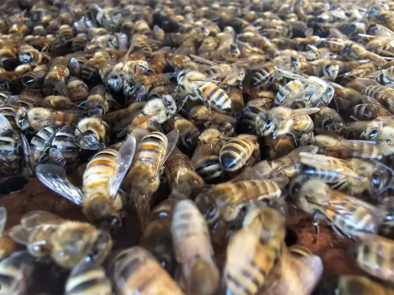 Imkerei Bienenvolker in Schonungen