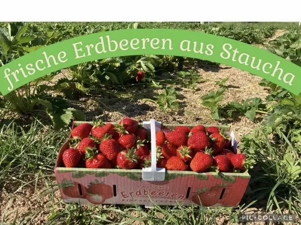 Erdbeerfeld Staucha