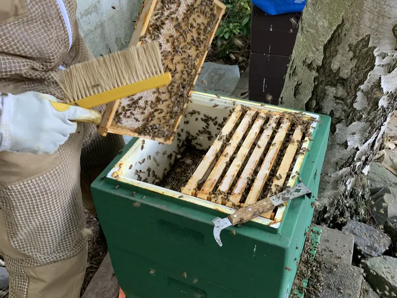 Hobby familienimkerei in Rommerskirchen