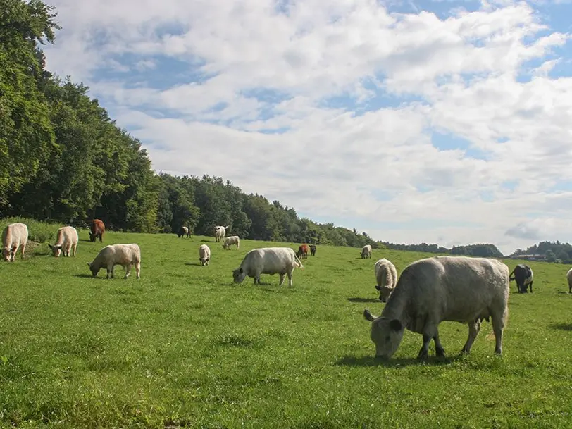 Garnecker Galloways in Reut / Taubenbach