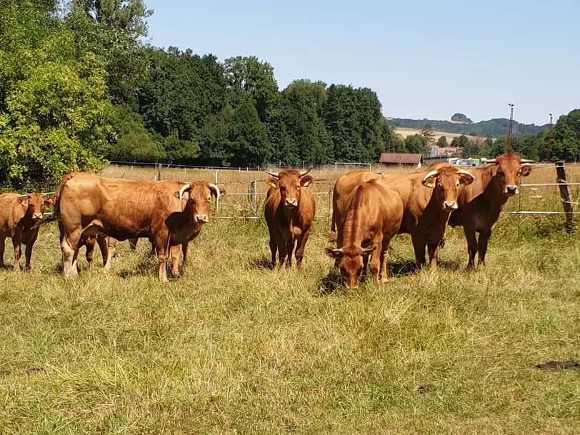 Pfälzer Weiderind in Gundersweiler