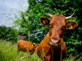 Biohof Düna Familie Wehmeyer in Osterode am Harz - Düna